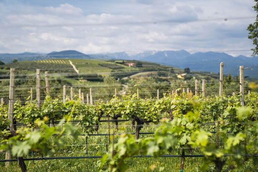 TISBE CABERNET SAUVIGNON 2018 LE GUAITE DI NOEMI